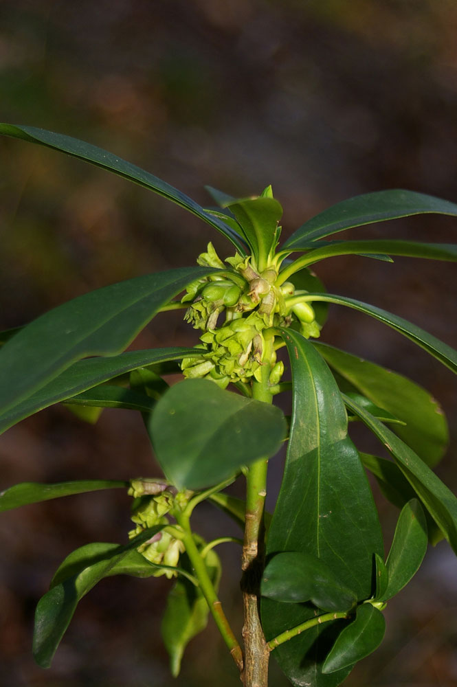 Daphne laureola / Dafne laurella